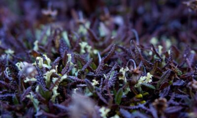 Hygrophila Polysperma Puntas Negras