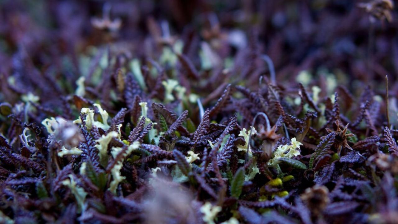 Hygrophila Polysperma Puntas Negras