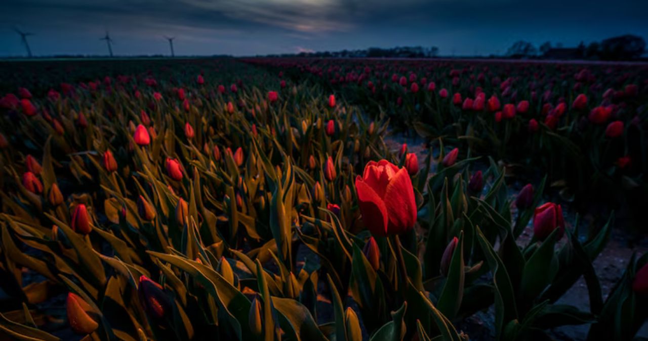 Tulipanes